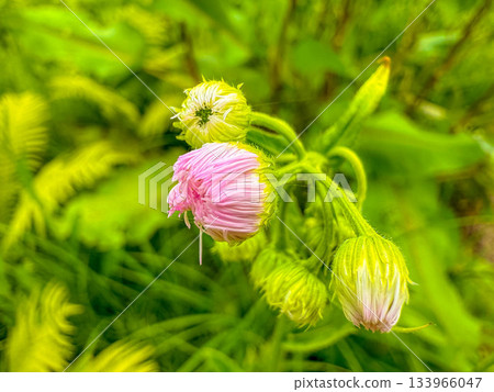 花苞像毛線球－蒲公英 133966047