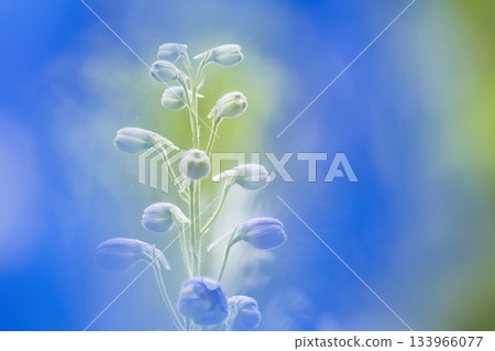 Fresh delphinium buds Fresh delphinium buds 133966077
