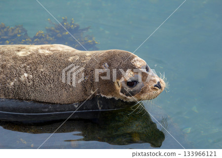 Fluffy brown baby seal is laying on the rock in the sea. Fluffy brown baby seal is laying on the rock in the sea. 133966121