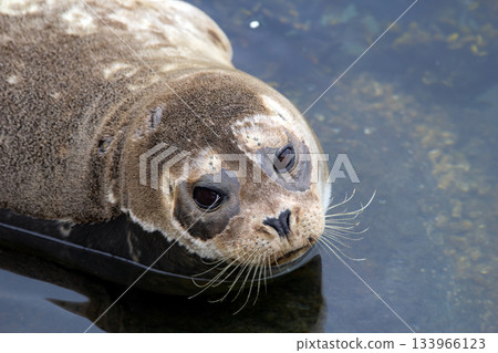 Fluffy brown baby seal is laying on the rock in the sea. 133966123