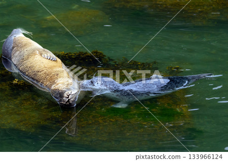 Harbor seal feeding a pup on the rock at the sea shore. Harbor seal feeding a pup on the rock at the sea shore. 133966124