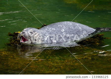 Harbour seal is laying on the rock at the sea shore in summer.. 133966125