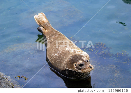 Fluffy brown baby seal is laying on the rock in the sea. Fluffy brown baby seal is laying on the rock in the sea. 133966126