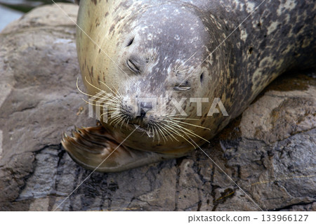 Portrait of Harbour seal is laying on the rock at the sea shore. Portrait of Harbour seal is laying on the rock at the sea shore. 133966127