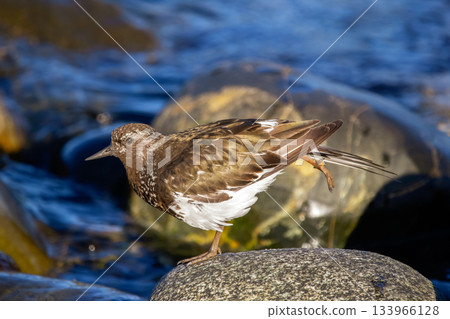 Black turnstone shore bird is resting on rocky seashore. 133966128