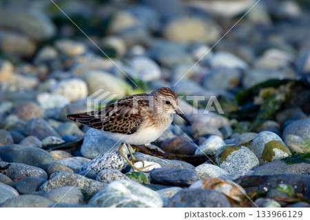 Adult Least sandpiper is walking among rocks on the seashore. 133966129