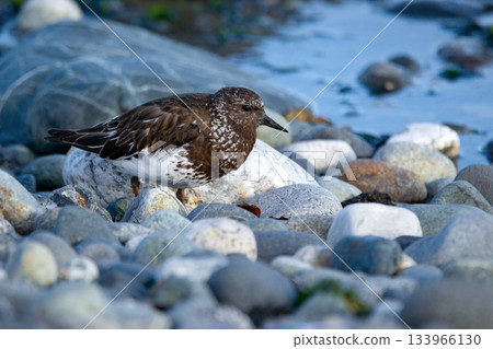 Black turnstone shore bird is resting on rocky seashore. 133966130