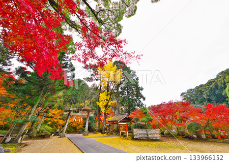 秋天的鬆平東照宮 秋天的鬆平東照宮 133966152