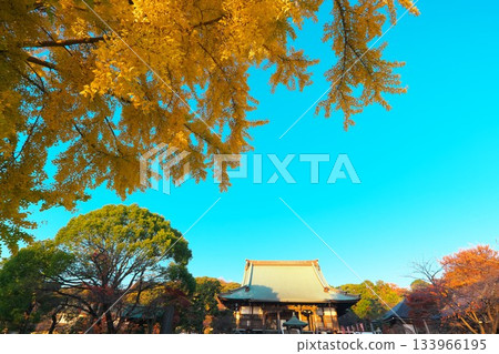 佑行寺的秋景:高大的銀杏樹披上了金色的外衣 佑行寺的秋景:高大的銀杏樹披上了金色的外衣 133966195