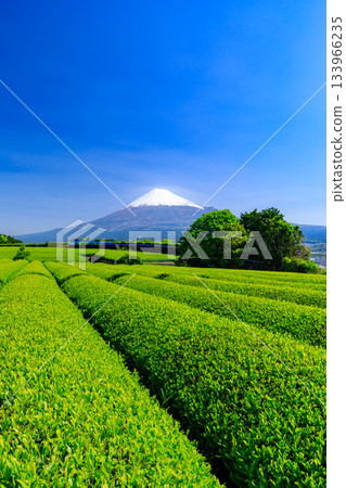 靜岡_富士山和茶園的絕佳景色 靜岡_富士山和茶園的絕佳景色 133966235