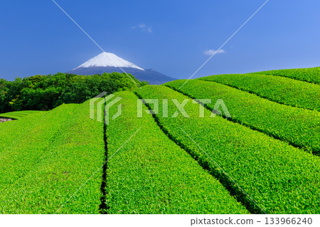 靜岡_富士山和茶園的絕佳景色 靜岡_富士山和茶園的絕佳景色 133966240