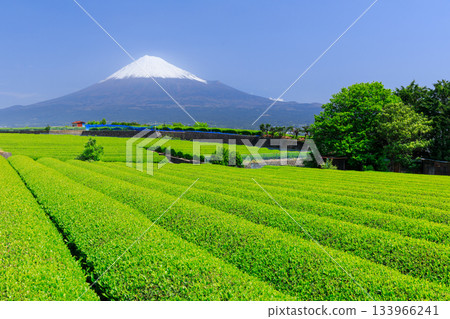 靜岡_富士山和茶園的絕佳景色 133966241