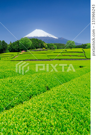 靜岡_富士山和茶園的絕佳景色 133966243