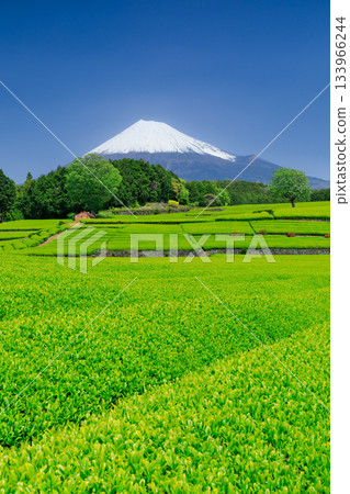 Shizuoka _ Mt. Fuji and superb view of the tea plantation 133966244