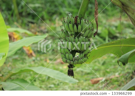 Fresh bunch of green bananas on the tree in the garden Fresh bunch of green bananas on the tree in the garden 133966299