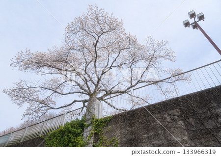 街角櫻花：春日景色 133966319