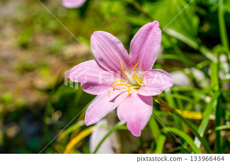 Early Summer Colors - Imitation Saffron Early Summer Colors - Imitation Saffron 133966464