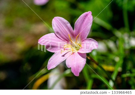 初夏色彩-仿藏紅花 初夏色彩-仿藏紅花 133966465