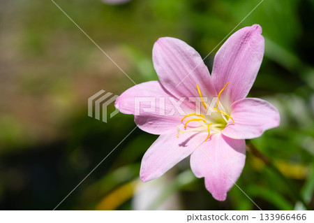 初夏色彩-仿藏紅花 初夏色彩-仿藏紅花 133966466