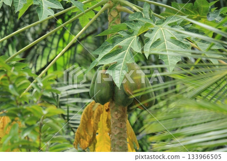 Papaya tree with fruits and green leaves in the garden, closeup of photo Papaya tree with fruits and green leaves in the garden, closeup of photo 133966505