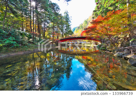 愛知縣立森林秋葉 133966739