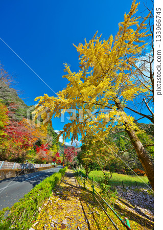 Autumn leaves of Aichi prefectural forest 133966745