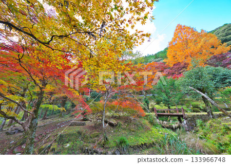愛知縣立森林秋葉 133966748