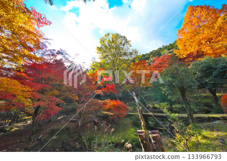 愛知縣立森林秋葉 133966793