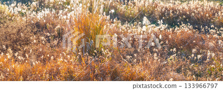 Winter sunshine, withered silver grass 133966797