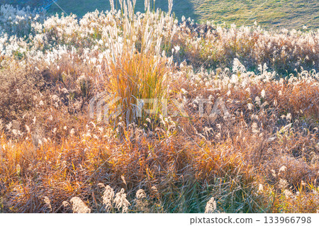 冬日的陽光，枯萎的銀草 133966798