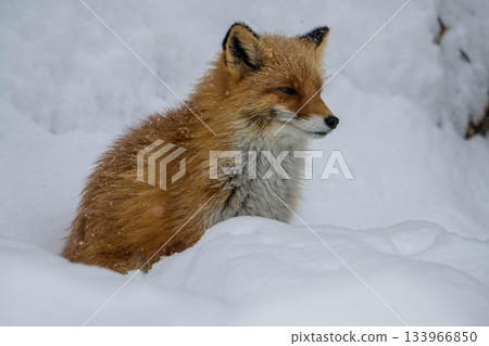 Kita fox on the snowy field 133966850