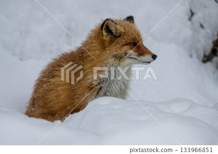 在多雪的領域的北狐狸 在多雪的領域的北狐狸 133966851