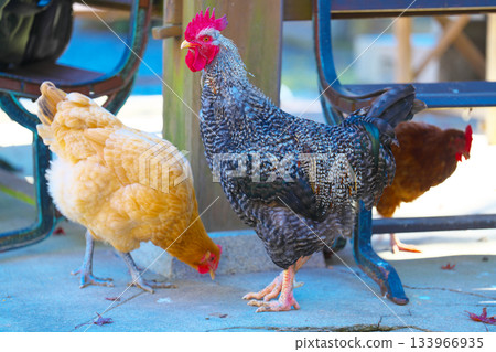 Shikokoji的秋天 Shikokoji的秋天 133966935