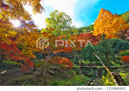 Autumn leaves of Aichi prefectural forest 133966941