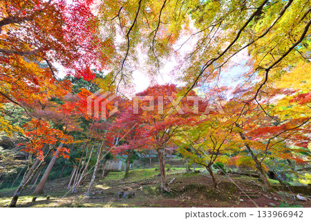 Autumn leaves of Aichi prefectural forest 133966942