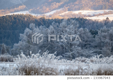 里山霜(蒜山高原) 里山霜(蒜山高原) 133967043