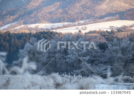里山霜(蒜山高原) 里山霜(蒜山高原) 133967045