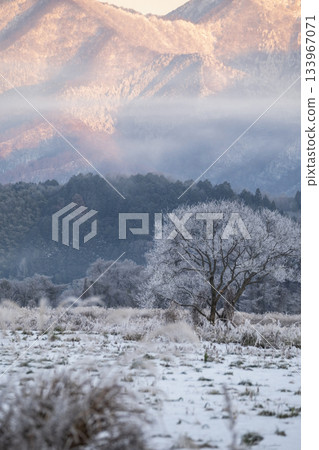 里山霜(蒜山高原) 里山霜(蒜山高原) 133967071