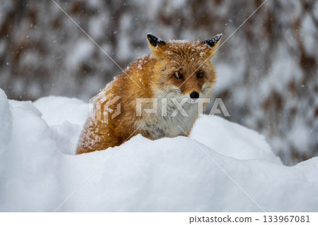 red fox walking in the snow red fox walking in the snow 133967081