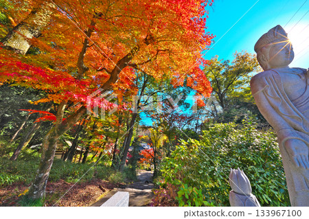 Shikokoji的秋天 Shikokoji的秋天 133967100