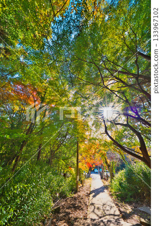 Shikokoji的秋天 Shikokoji的秋天 133967102