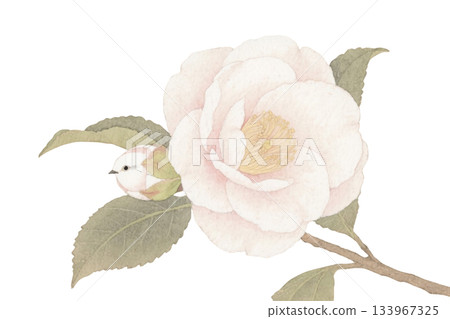 Watercolor antique camellia and bird buds 133967325
