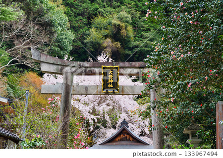 京都大豐神社（京都府京都市左京區）的櫻花和山茶花盛開，美不勝收。 133967494