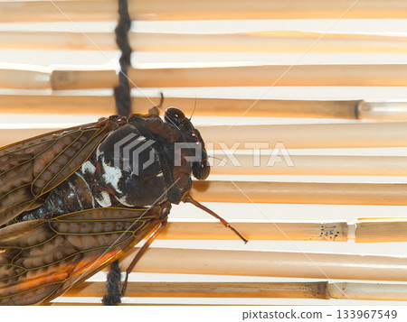 The face of a brown cicada resting on a bamboo blind The face of a brown cicada resting on a bamboo blind 133967549