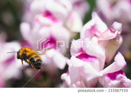 A bee on a flower 133967550