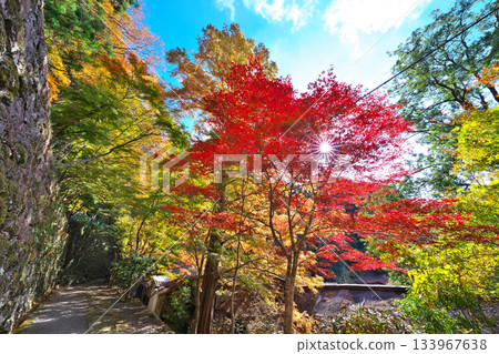 Horokodera山秋葉 133967638