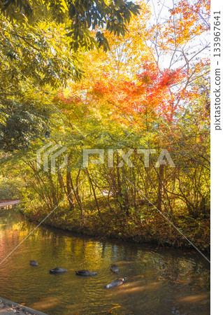 千葉縣野田市清水公園的秋葉和游泳的鴨子 133967641