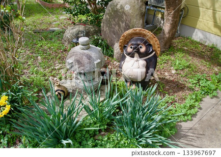 A raccoon of raccoon dog 133967697