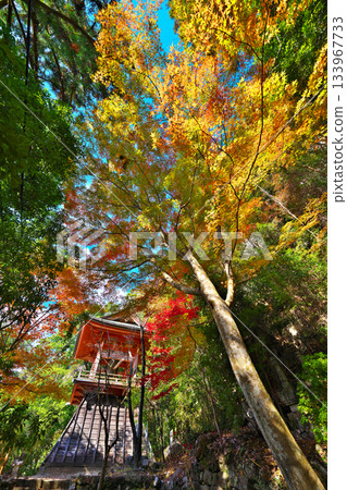 Autumn leaves of Horaiji Temple 133967733