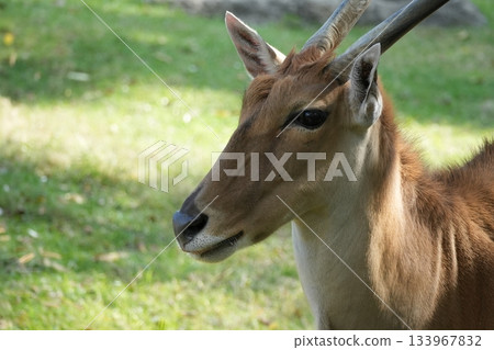 天王寺動物園伊蘭 天王寺動物園伊蘭 133967832
